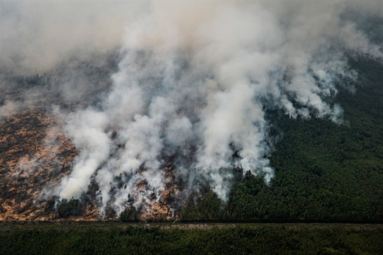 2019- năm của thảm họa đốt phá rừng