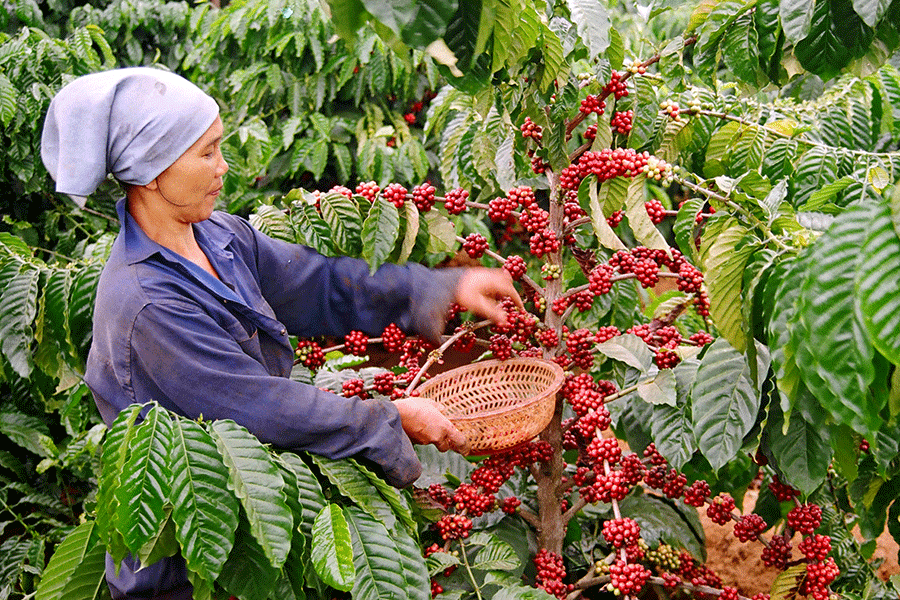 Việt Nam phát triển bền vững ngành cà phê