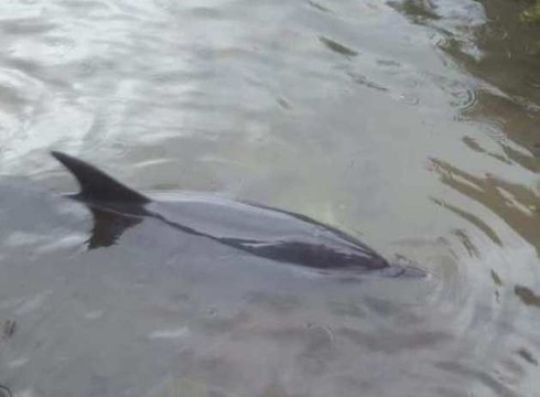 Giải cứu cá heo nặng 30kg trôi dạt vào bờ biển Thừa Thiên – Huế