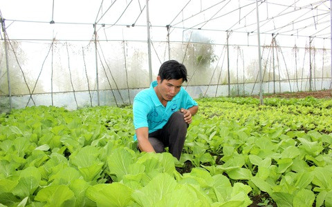 Đắk Lắk: Mô hình nhà kính để trồng rau rất hiệu quả