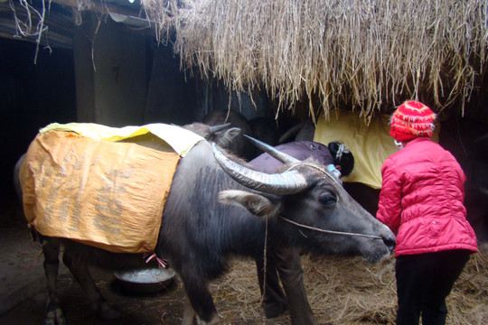 Lai Châu: Phòng chống rét cho đàn gia súc