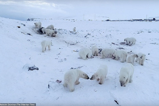 Băng tan, hơn 50 con gấu Bắc Cực không có nơi kiếm ăn