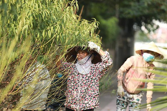 Hà Nội: Người trồng đào, quất, hoa tất bật vào vụ Tết