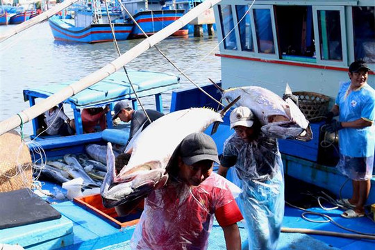 Cần quyết liệt chống khai thác cá trái phép