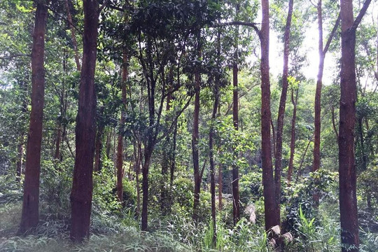 Cấp thiết nâng cao công tác bảo vệ rừng