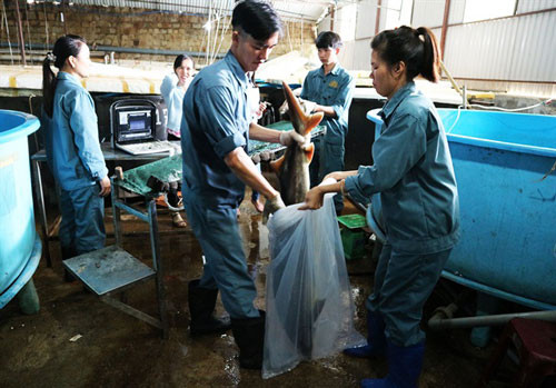 Phát triển nghề nuôi cá nước lạnh tỉnh Lâm Đồng