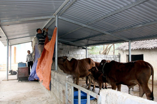 Tuyên Quang: Giải pháp chống rét cho gia súc, gia cầm