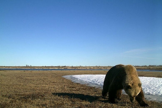 Gấu xám di chuyển lên vùng cao Bắc Cực vì biến đổi khí hậu