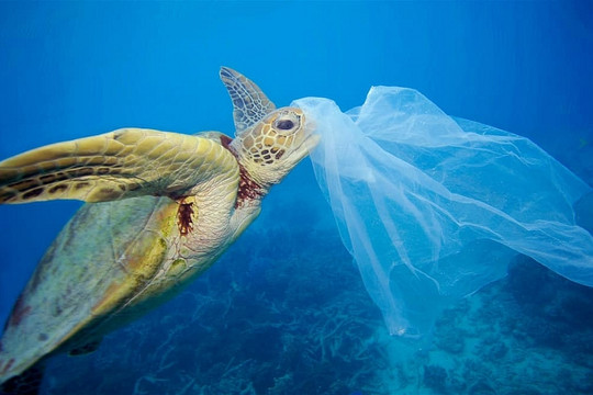 Điều gì sẽ xảy ra khi đại dương là nơi chứa rác