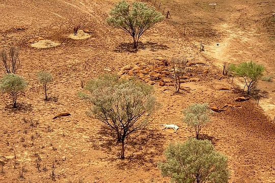 Kinh tế trang trại của Australia bị thiệt hại do biến đối khí hậu