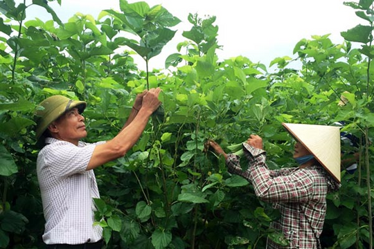 Lâm Đồng: Phát triển trồng dâu nuôi tằm trong vùng đồng bào dân tộc thiểu số