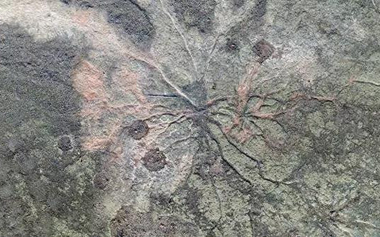 Phát hiện khu rừng hóa thạch lâu đời nhất trên thế giới