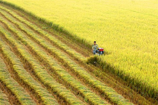 Hà Nội: Sở Nông nghiệp – Phát triển Nông thôn thực hiện kế hoạch chống biến đổi khí hậu