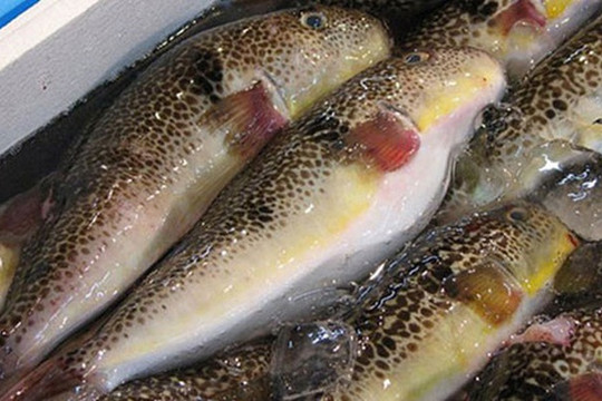 Quảng Ngãi: Sáu người ngộ độc do ăn cá nóc