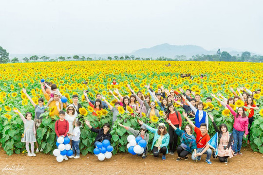 Nghệ An: Cánh đồng hướng dương khoe sắc trước lễ hội hoa