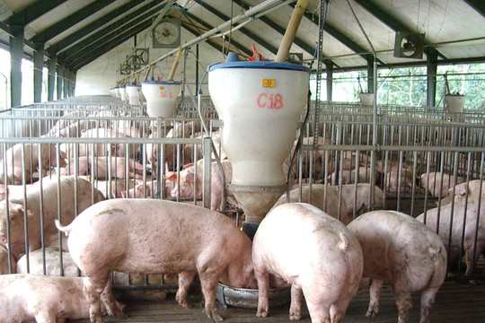 Duy trì đàn lợn khoảng 29 đến 30 triệu con trong giai đoạn 2020-2030