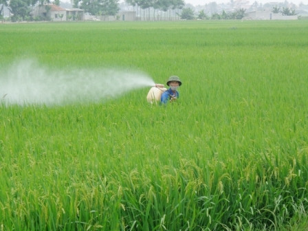 Giải pháp giảm phát thải khí nhà kính trong canh tác lúa
