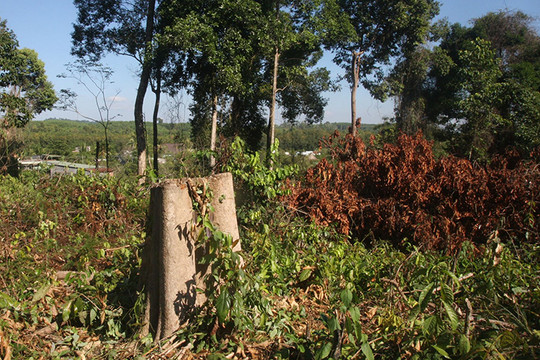 Đồng Nai: Khu bảo tồn đốn hạ hàng chục cây gỗ lâu năm
