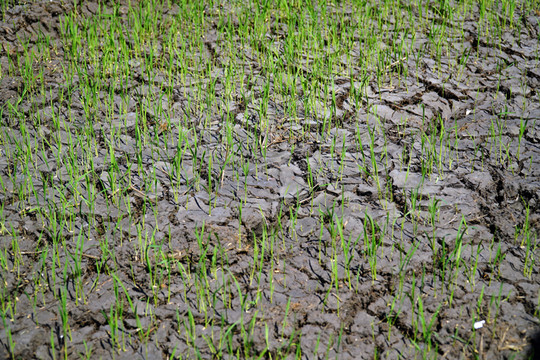 Bình Thuận: Ruộng nương nứt nẻ do khô hạn