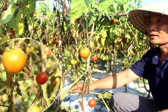 Quỳnh Lưu (Nghệ An): Cà chua chết khô vì bệnh lạ