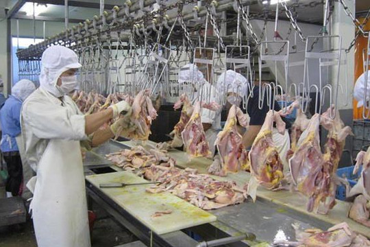 Việt Nam: Xuất khẩu 11 triệu USD thịt gà sang Nhật Bản