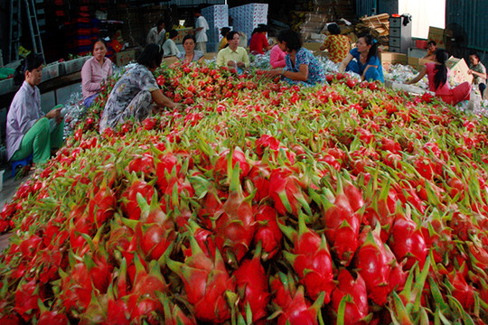 Việt Nam: Nông sản đi theo hướng xuất khẩu bền vững