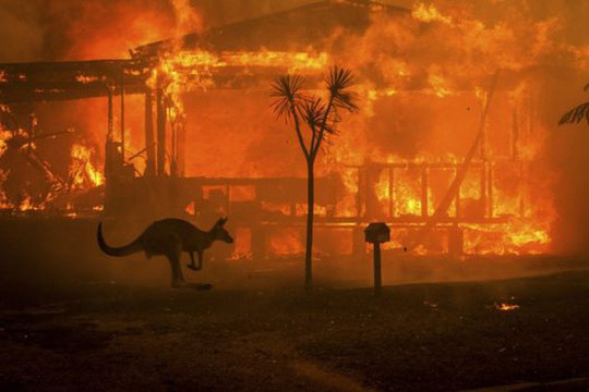 Gần nửa tỷ động vật chết vì cháy rừng ở Australia
