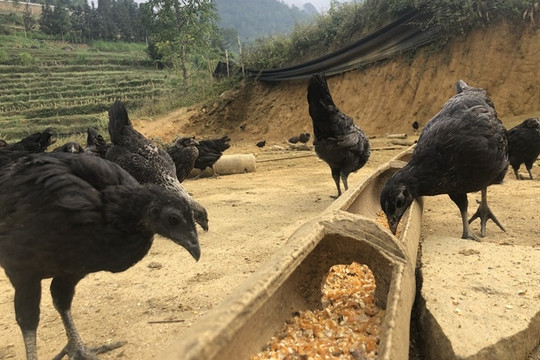 Lào Cai: Nuôi gà đen tạo sinh kế vùng biên