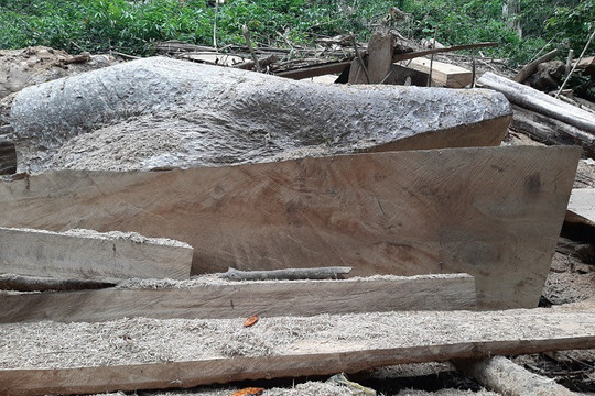 Đắk Lắk: Phát hiện nhiều điểm tập kết gỗ trái phép