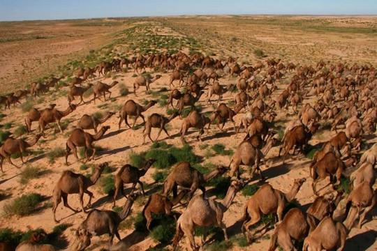 Australia giết 10.000 lạc đà vì uống quá nhiều nước