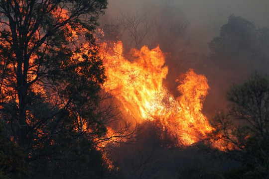 Australia: Mức nhiệt cao kỷ lục, các đám cháy rừng nguy cơ bùng phát trở lại