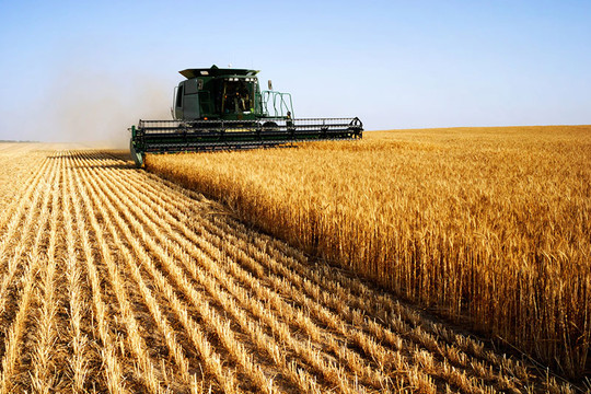 Trung Quốc sẽ không tăng hạn ngạch nhập khẩu ngũ cốc