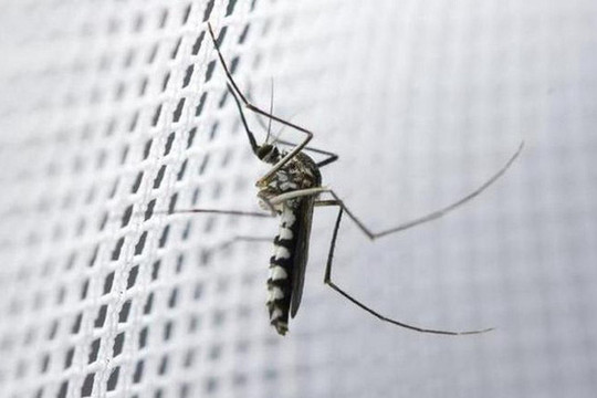 Anh: Phát triển thành công loại màn tiêu diệt muỗi