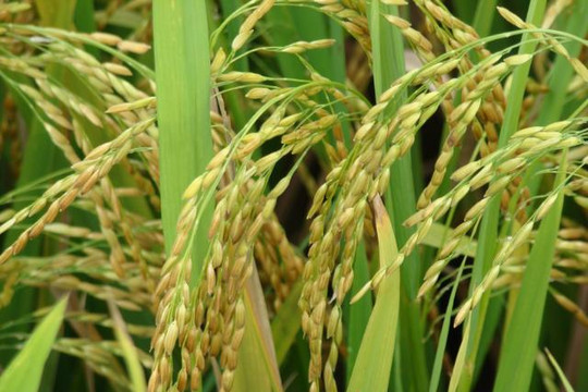 Cấp thiết tạo giống lúa chịu hạn mặn và biến đổi khí hậu