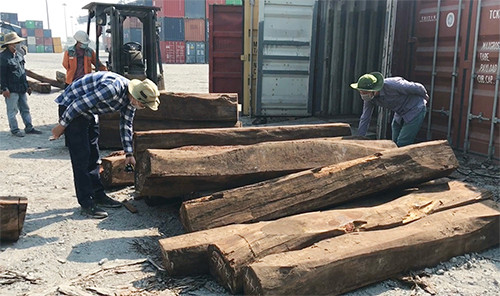 TP HCM: Bắt giữ 50 container gỗ quý nghi nhập lậu
