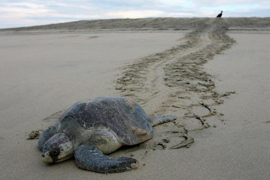 Hàng trăm con rùa xanh quý hiếm chết vì thủy triều đỏ