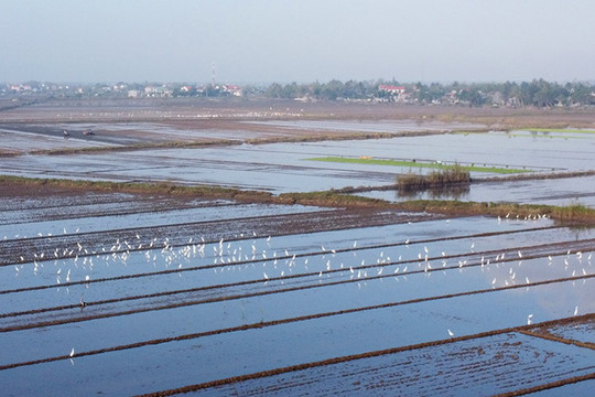 Thừa Thiên – Huế: Chim cò về trắng cánh đồng