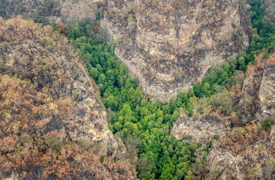 Australia: Rừng thông quý hiếm hàng trăm triệu năm tuổi được cứu khỏi thảm họa cháy rừng