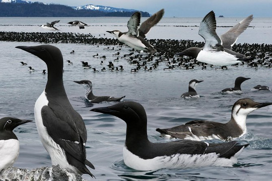 Biến đổi khí hậu, một triệu con chim biển chết trong đợt nắng nóng 2015-2016