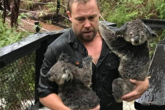 Australia: Hết cháy rừng, koala lại oằn mình chống lũ lụt