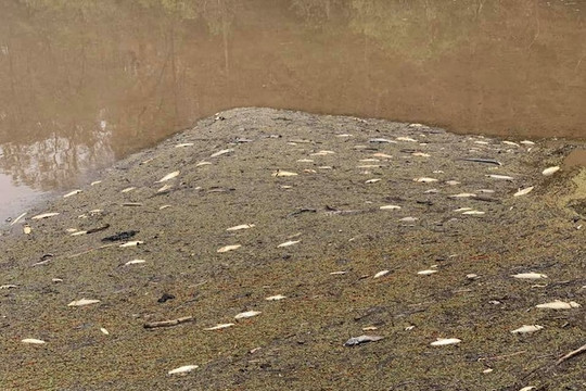 Australia: Tro bụi cháy rừng khiến cá sông chết hàng loạt