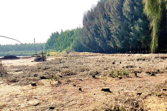 Thanh Hóa: Nguy cơ mất rừng chắn sóng