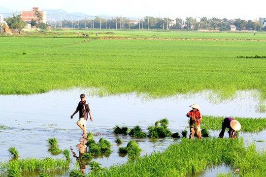 Phú Yên: Nông dân xuống đồng chăm sóc lúa sau Tết