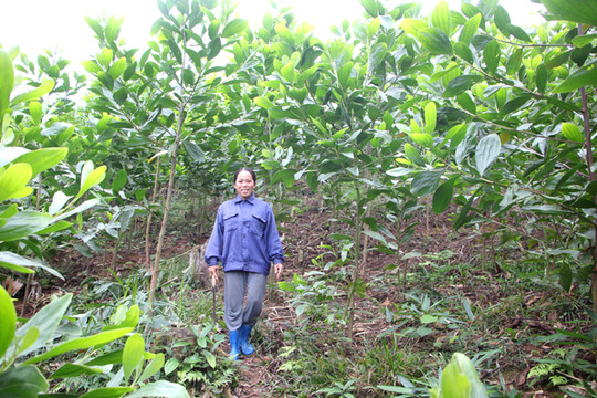 Hà Giang: Trồng rừng giống tốt ở huyện Quang Bình