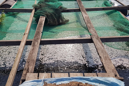 An Giang: Hàng chục tấn cá nuôi chết trên sông Cái Vừng