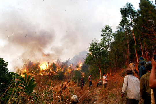 Đồng bằng sông Cửu Long: Cảnh báo cháy rừng khi mùa khô kéo dài
