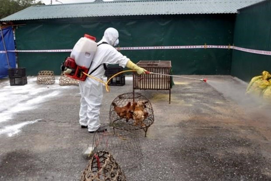 Thanh Hóa: Tiêu hủy hơn 26.000 con gia cầm vì virus cúm A/H5N6
