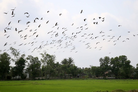 Hàng ngàn con cò nhạn quý hiếm bay rợp cánh đồng tại Quảng Trị