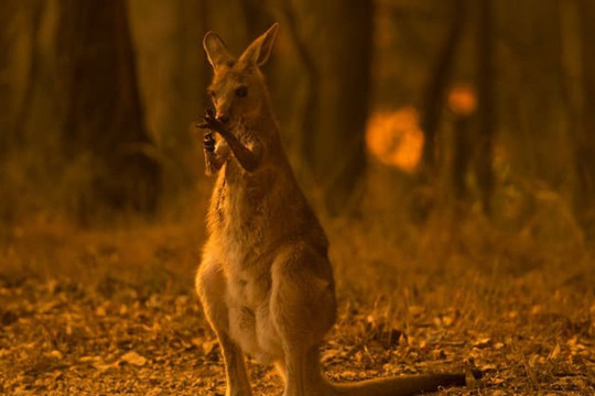 Hỗ trợ khẩn cấp hơn 100 loài động vật hoang dã  sau cháy rừng ở Australia