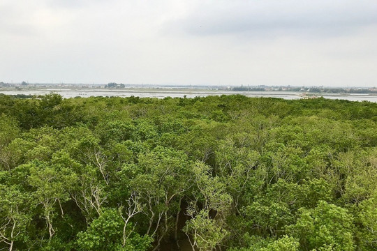 Thừa Thiên – Huế: Bảo vệ, trồng mới rừng ngập mặn phục hồi hệ sinh thái ven biển
